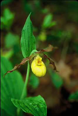 image of Cypripedium parviflorum var. parviflorum, Small Yellow Lady's Slipper