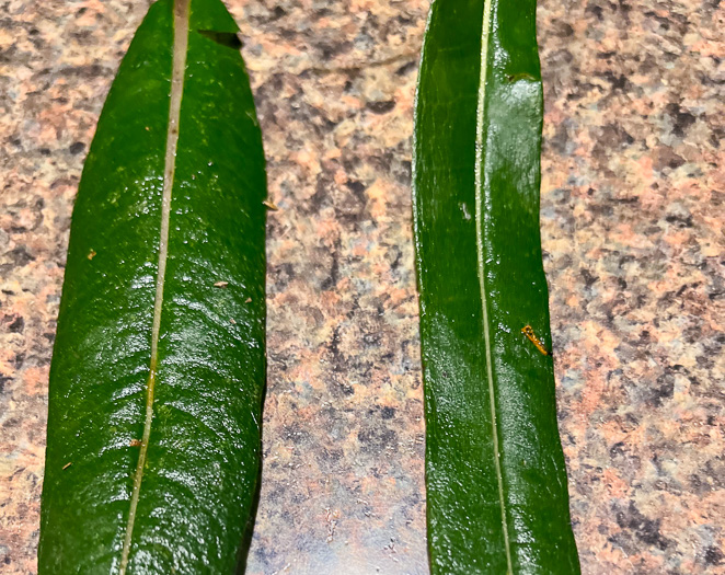 image of Helianthus simulans, Muck Sunflower