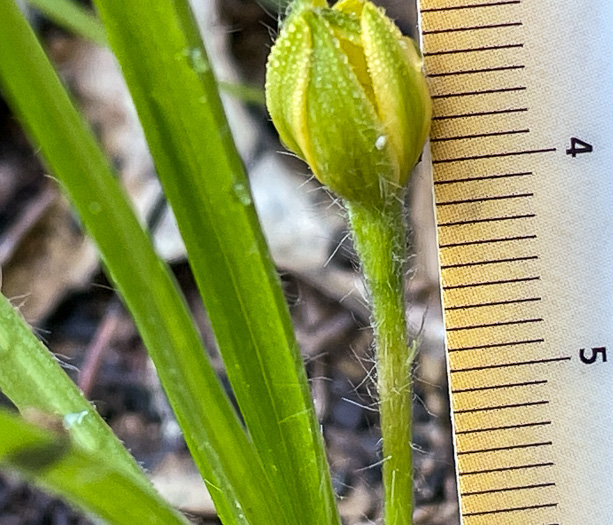 image of Hypoxis sessilis, Glossyseed Stargrass