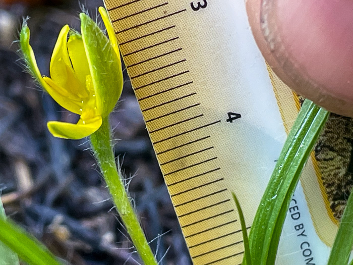 image of Hypoxis sessilis, Glossyseed Stargrass