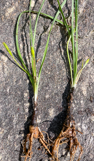 image of Hypoxis sessilis, Glossyseed Stargrass