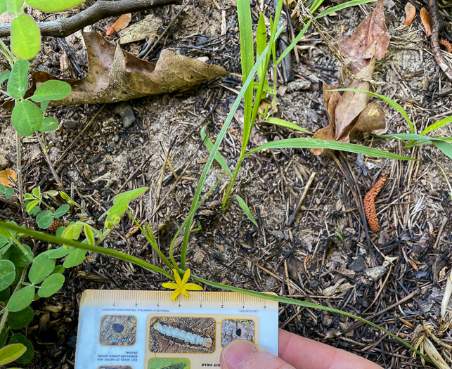 image of Hypoxis sessilis, Glossyseed Stargrass