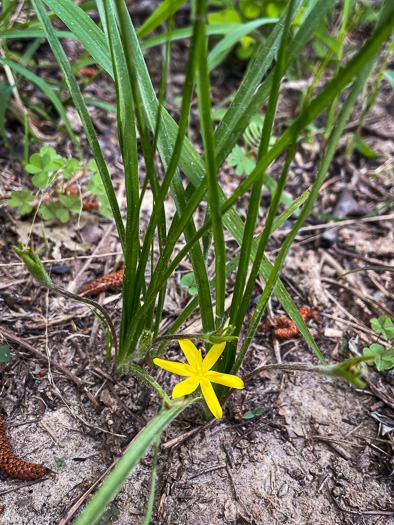 image of Hypoxis sessilis, Glossyseed Stargrass