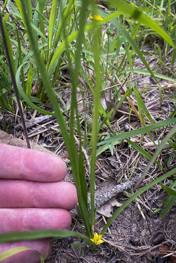 image of Hypoxis sessilis, Glossyseed Stargrass