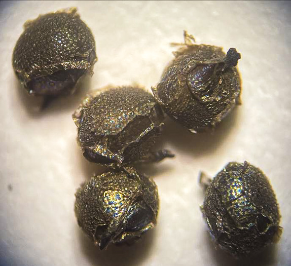 image of Hypoxis sessilis, Glossyseed Stargrass