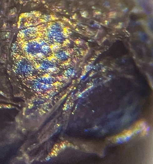image of Hypoxis sessilis, Glossyseed Stargrass