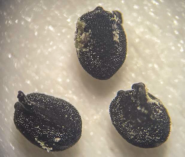 image of Hypoxis sessilis, Glossyseed Stargrass