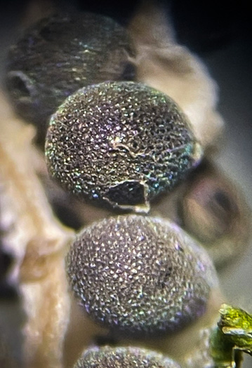 image of Hypoxis sessilis, Glossyseed Stargrass