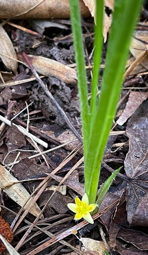 image of Hypoxis sessilis, Glossyseed Stargrass