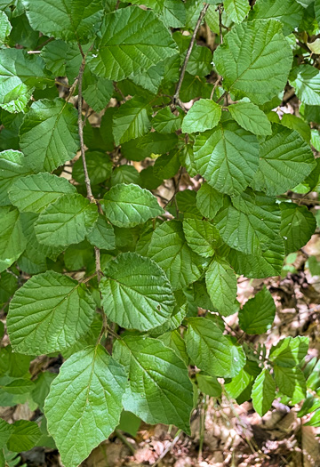 image of Viburnum dilatatum, Linden Viburnum