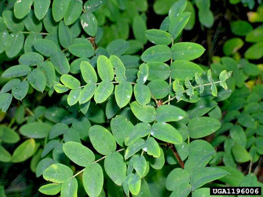 image of Caragana arborescens, Siberian Pea Shrub, Siberian Pea Tree