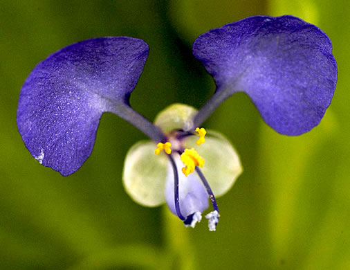 image of Commelina benghalensis, Tropical Spiderwort, Benghal Dayflower