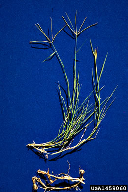 image of Cynodon dactylon, Bermuda Grass, Scutch Grass