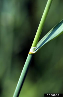 image of Phalaris arundinacea, Reed Canarygrass, Ribbongrass