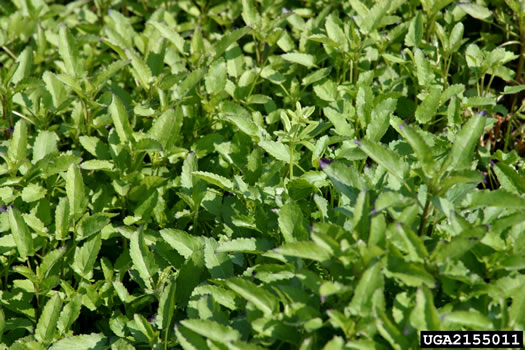 image of Stachys floridana, Florida Betony, Rattlesnake-weed, Florida Hedgenettle