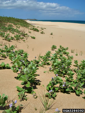 image of Vitex rotundifolia, Beach Vitex, Roundleaf Chaste-tree