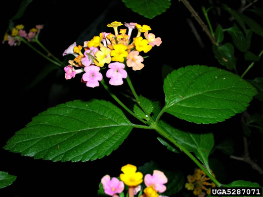 image of Lantana strigocamara, Common Lantana, Hedgeflower