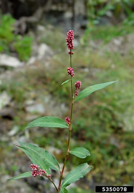 image of Persicaria maculosa, Spotted Lady's-thumb, Heart's-ease