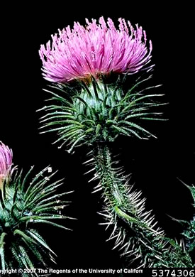 image of Carduus acanthoides ssp. acanthoides, Plumeless Thistle, Spiny Plumeless-thistle