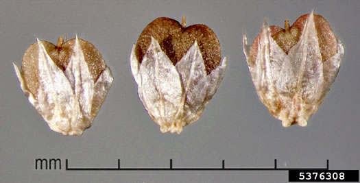 image of Alternanthera sessilis, Sessile Joyweed