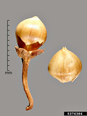 image of Convolvulus arvensis, Field Bindweed, Creeping Jenny, Possession-vine, Cornbind