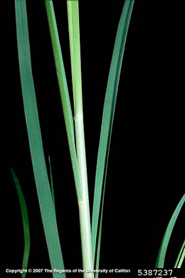 image of Cortaderia selloana, Pampas Grass