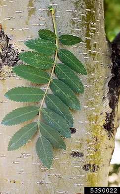 image of Sorbus aucuparia ssp. aucuparia, European Mountain-ash, Rowan