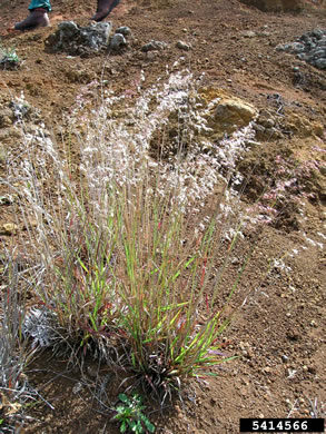 image of Melinis repens ssp. repens, Rose Natalgrass, Creeping Molasses-grass