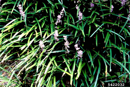 image of Liriope muscari, Liriope, Big Blue Lilyturf