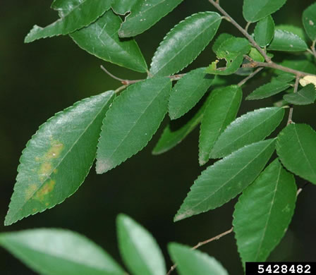 image of Ulmus parvifolia, Lacebark Elm, Chinese Elm