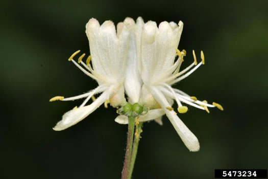 image of Lonicera xylosteum, European Fly-honeysuckle, Dwarf Honeysuckle