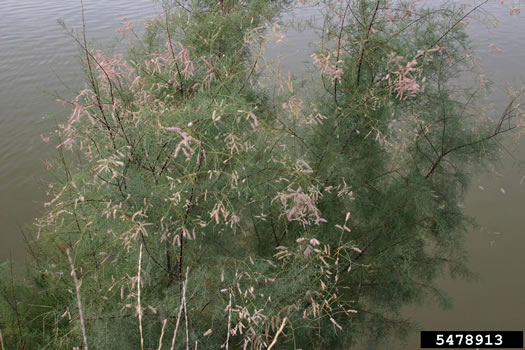 image of Tamarix ramosissima, Salt-cedar, Tamarisk