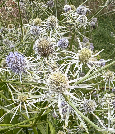 image of Eryngium integrifolium, Savanna Eryngo, Blueflower Eryngo