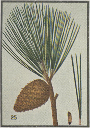 drawing of Pinus echinata, Shortleaf Pine, Yellow Pine, Rosemary Pine