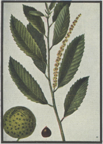 drawing of Castanea pumila, Common Chinquapin, Chinkapin, Allegheny Chinquapin