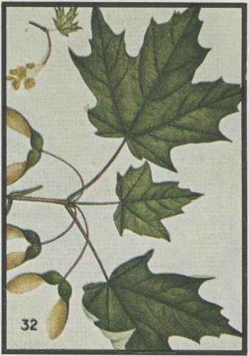 drawing of Acer saccharum var. saccharum, Sugar Maple, Hard Maple, Sugar-tree