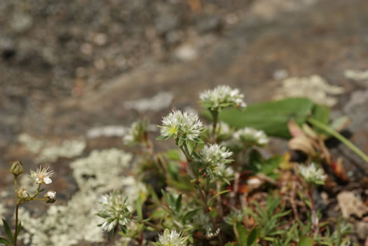 image of Paronychia argyrocoma, Silverling, Silver Whitlow-wort, Silvery Nailwort