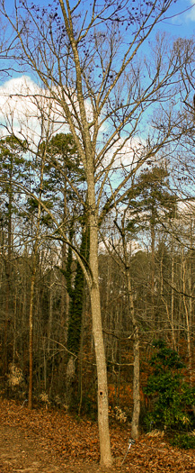 image of Phellodendron amurense, Amur Cork-tree, Northern Cork-tree, Japanese Cork-tree