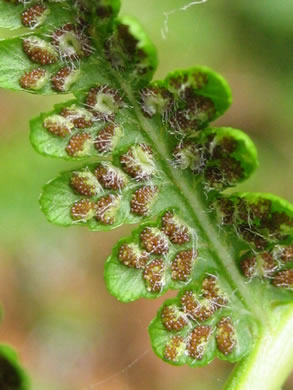 image of Athyrium angustum, Northern Lady Fern