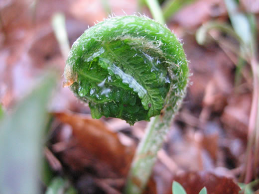 image of Athyrium angustum, Northern Lady Fern