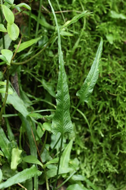 image of Asplenium rhizophyllum, Walking Fern