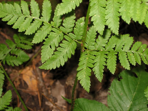 image of Dryopteris carthusiana, Spinulose Wood-fern, Toothed Wood-fern