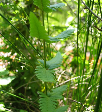 image of Dryopteris cristata, Crested Woodfern, Crested Shield Fern