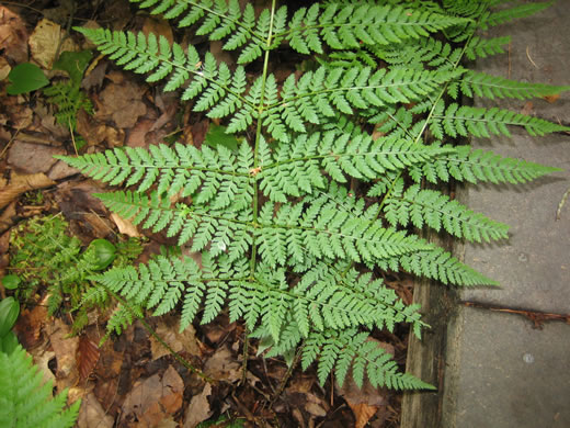 image of Dryopteris intermedia, Evergreen Woodfern, Fancy Fern, Intermediate Woodfern