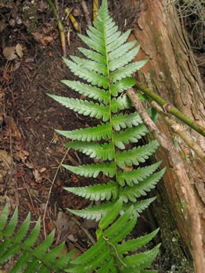 image of Dryopteris ludoviciana, Southern Wood-fern, Southern Shield Fern