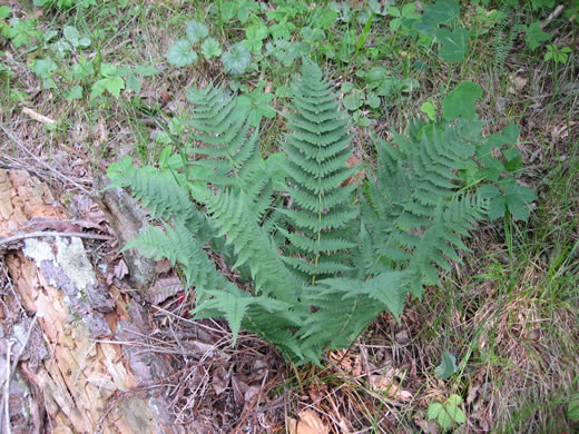 image of Dryopteris marginalis, Marginal Woodfern, Marginal Shield Fern