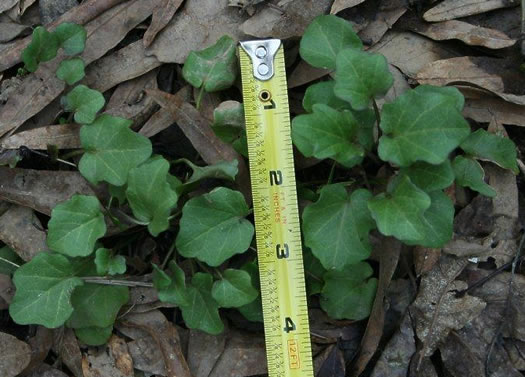 image of Cardamine bulbosa, Bulbous Bittercress, Spring Cress
