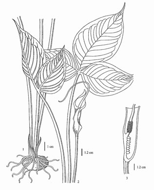 drawing of Pinellia tripartita, Green Dragon, Pinellia, Voodoo Lily