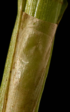 image of Scirpus polyphyllus, Leafy Bulrush