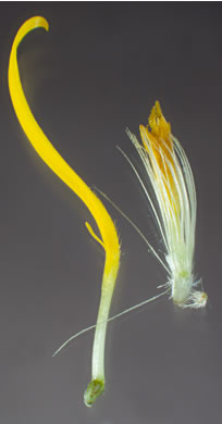 image of Heterotheca subaxillaris, Camphorweed